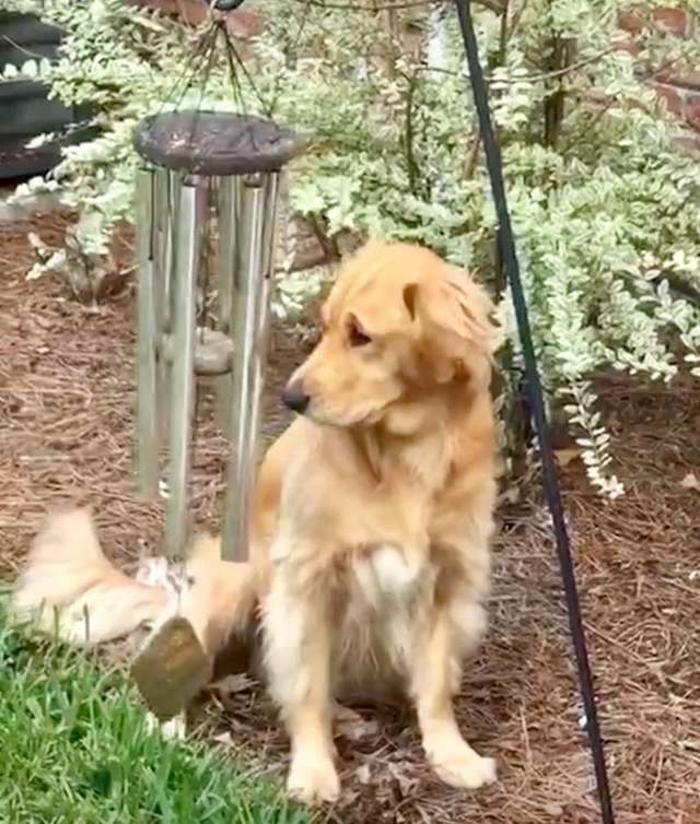 MUST WATCH: Dog Sings To Wind Chimes.